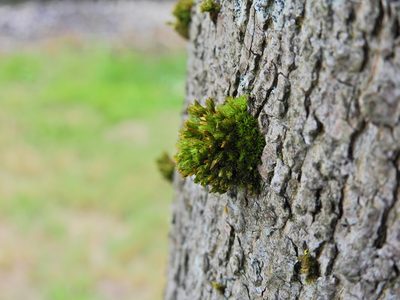 Orthotrichum stramineum, photographed by Susan Marley