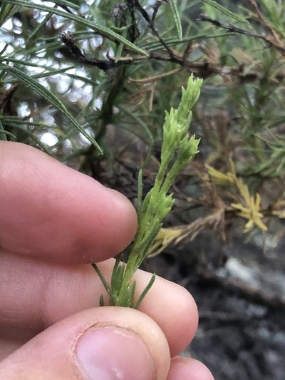 Ericameria pinifolia, photographed by Amy Huie