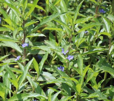 Hydrolea quadrivalvis, photographed by Ashwin Srinivasan