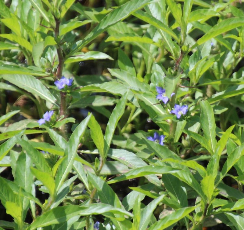 Hydrolea quadrivalvis, photographed by Ashwin Srinivasan