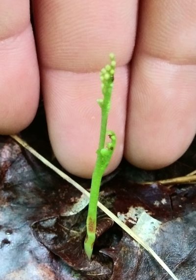 Botrychium tenebrosum, photographed by Mike Zifkin