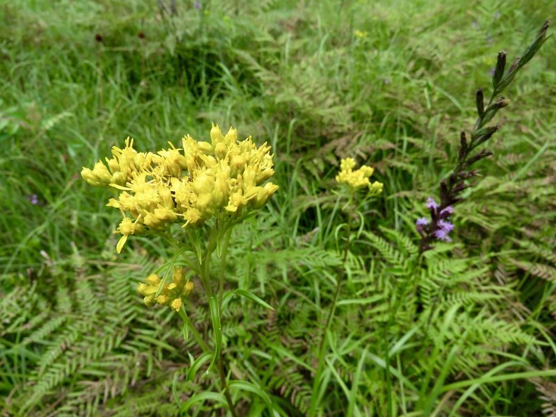 Solidago nitida, photographed by Laura Clark