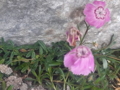 Dianthus alpinus, photographed by Martin Scheuch