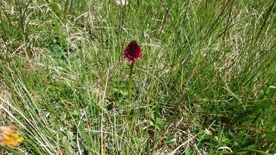 Gymnadenia rhellicani, photographed by Philipp