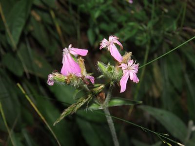 Silene flos-jovis, photographed by Emanuele Santarelli