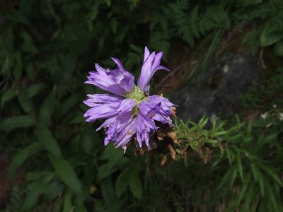 Campanula spicata, photographed by Emanuele Santarelli