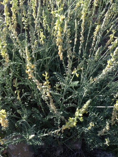 Astragalus goldmanii, photographed by Oscar C. González Martínez