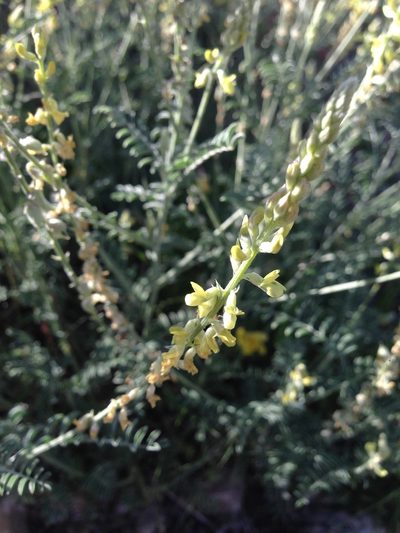 Astragalus goldmanii, photographed by Oscar C. González Martínez