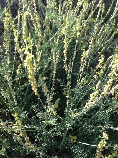 Astragalus goldmanii, photographed by Oscar C. González Martínez