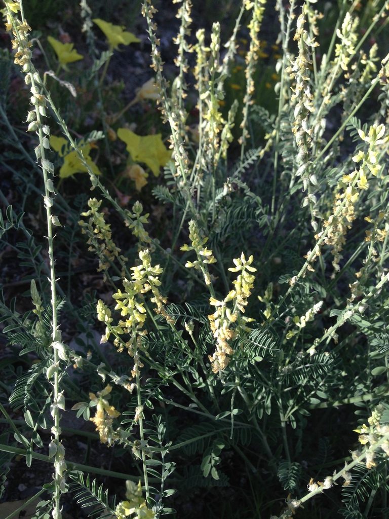 Astragalus goldmanii, photographed by Oscar C. González Martínez