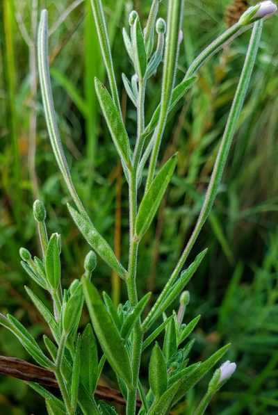 Epilobium densum, photographed by aarongunnar