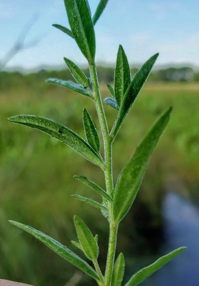 Epilobium densum, photographed by aarongunnar