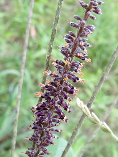 Amorpha paniculata, photographed by Laura Clark