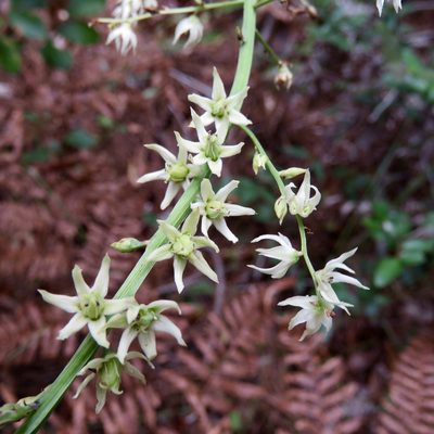 Stenanthium gramineum, photographed by Laura Clark