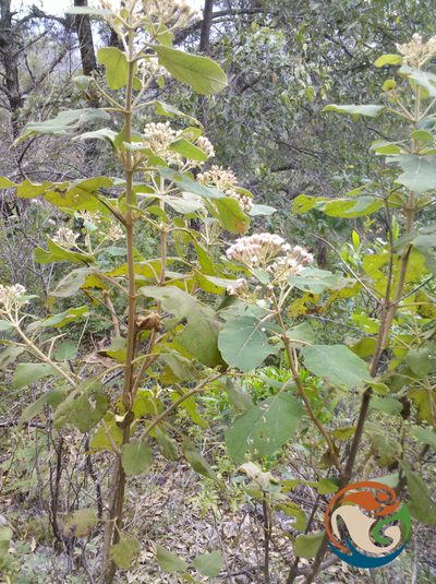 Ageratina tomentella, photographed by Eugenio Padilla