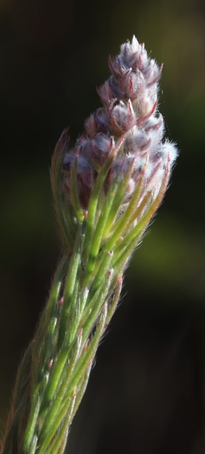 Spatalla propinqua, photographed by Tony Rebelo