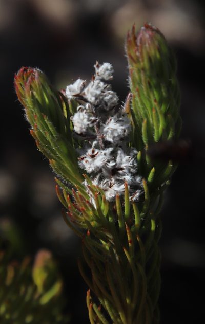 Spatalla propinqua, photographed by Tony Rebelo