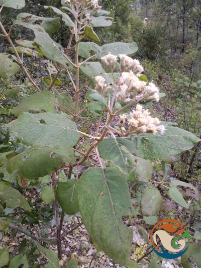 Ageratina tomentella, photographed by Eugenio Padilla