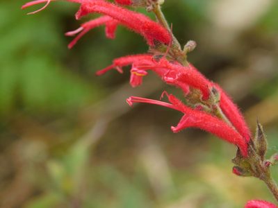 Salvia cinnabarina, photographed by Fernando Bautista