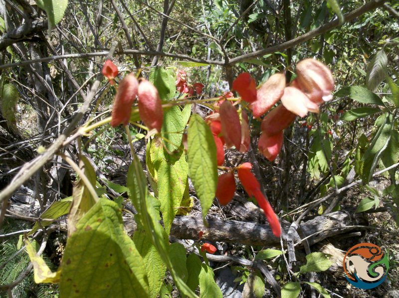 Salvia sessei, photographed by Eugenio Padilla