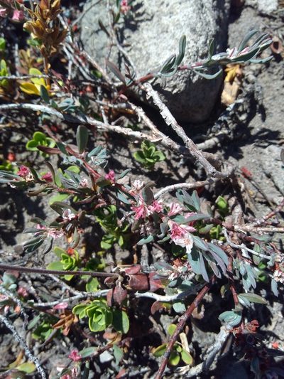 Polygonum shastense, photographed by calibas