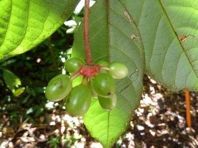Desmopsis confusa, photographed by Eduardo Chacón Madrigal