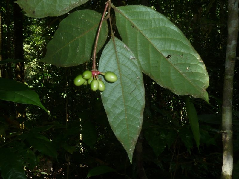 Desmopsis confusa, photographed by Eduardo Chacón Madrigal