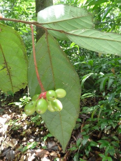 Desmopsis confusa, photographed by Eduardo Chacón Madrigal