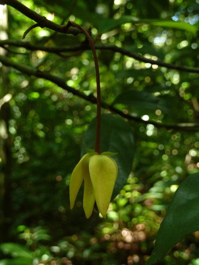 Desmopsis confusa, photographed by Eduardo Chacón Madrigal