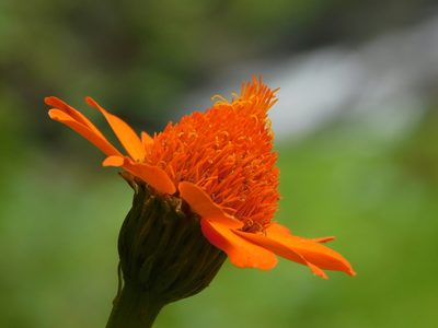 Adenophyllum aurantium, photographed by Fernando Bautista