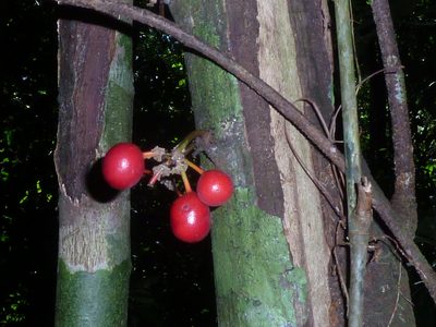 Unonopsis osae, photographed by Eduardo Chacón Madrigal