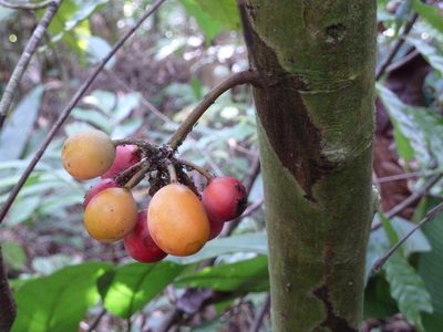 Unonopsis osae, photographed by Eduardo Chacón Madrigal