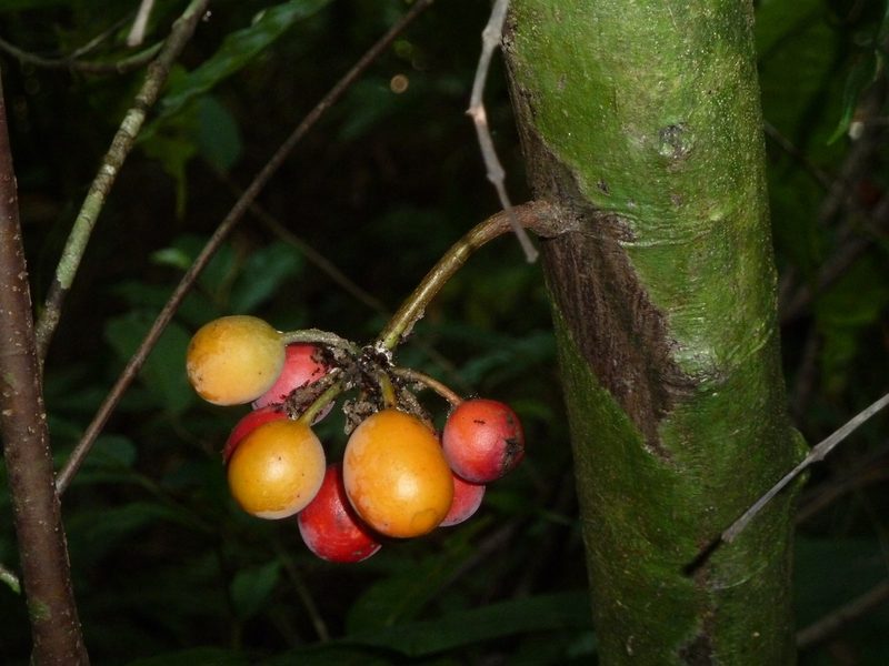 Unonopsis osae, photographed by Eduardo Chacón Madrigal