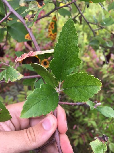 Malus ioensis, photographed by Rose Zappa