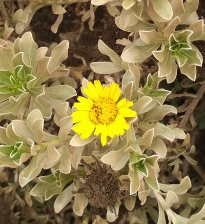 Asteriscus intermedius, photographed by Daniel Macías Gómez