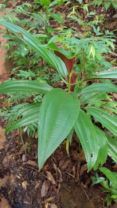 Miconia oinochrophylla, photographed by Martín Sánchez Vilchis