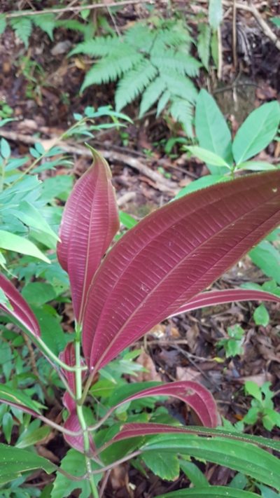 Miconia oinochrophylla, photographed by Martín Sánchez Vilchis