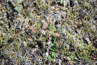 Potentilla arenosa, photographed by Syd Cannings