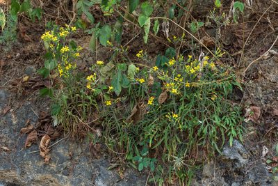 Kalanchoe ceratophylla, photographed by 國立臺灣博物館