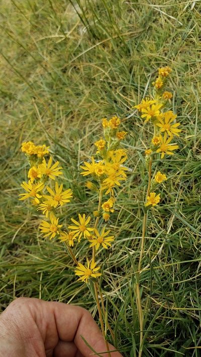 Pyrrocoma racemosa, photographed by Alan Rockefeller