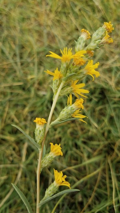 Pyrrocoma racemosa, photographed by Alan Rockefeller