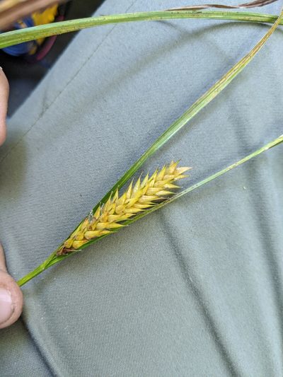 Carex exsiccata, photographed by José Garrido