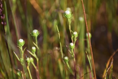 Symphyotrichum ciliatum, photographed by Syd Cannings