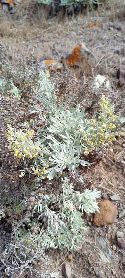 Artemisia argentea, photographed by ruifigueira