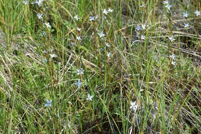 Lomatogonium rotatum, photographed by Syd Cannings