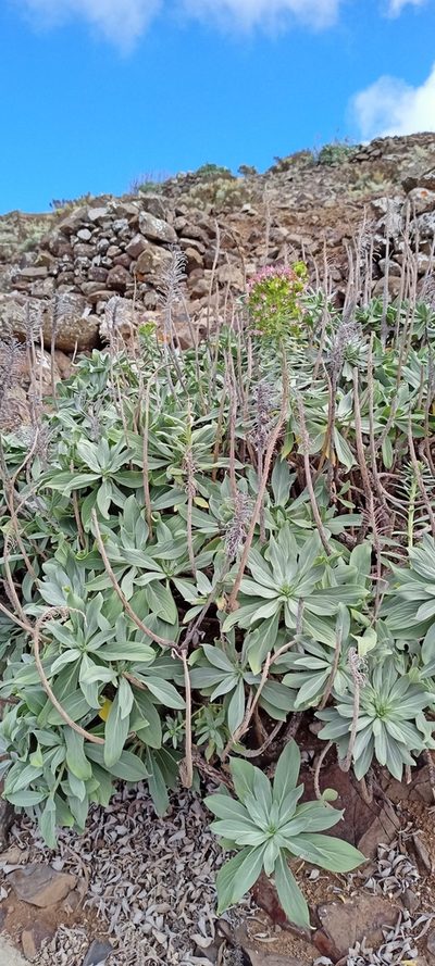 Echium portosanctense, photographed by ruifigueira