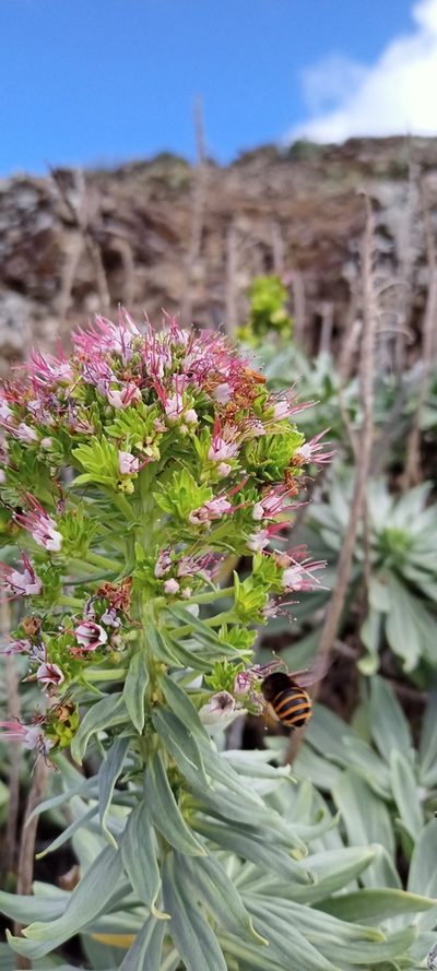Echium portosanctense, photographed by ruifigueira