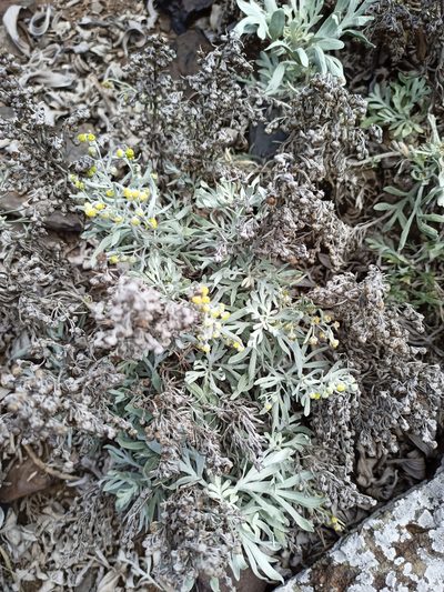 Artemisia argentea, photographed by ruifigueira