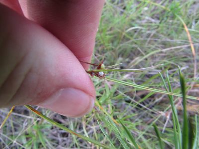 Scleria pauciflora, photographed by Chris Hoess