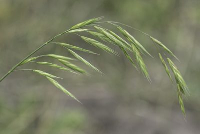 Bromus carinatus, photographed by Craig Martin
